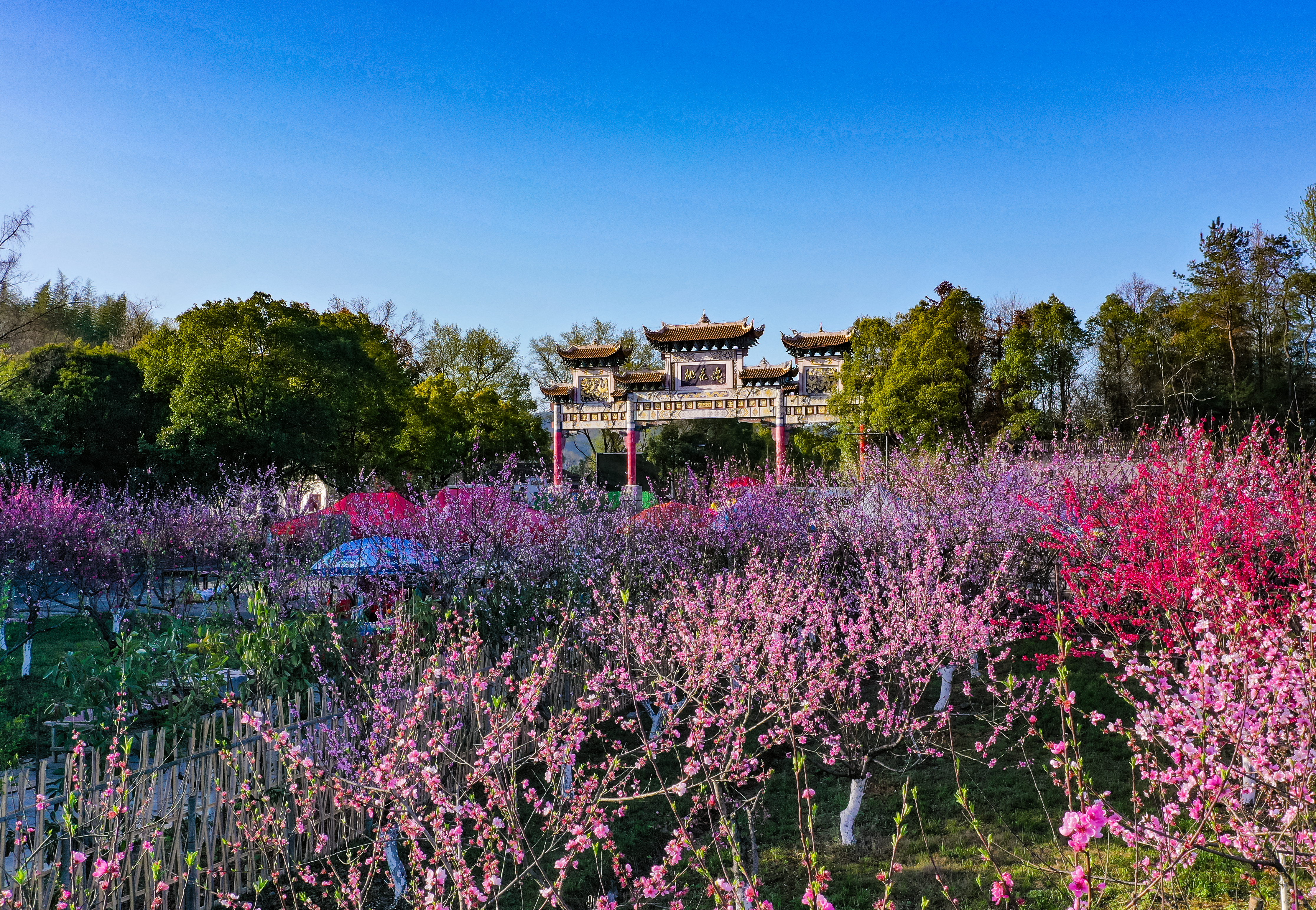萬(wàn)畝桃花浪漫愛(ài)情之旅